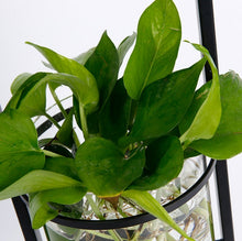 Load image into Gallery viewer, Original Planter Lamp