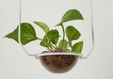 Load image into Gallery viewer, Plant Pendant Light Fixture